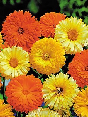 Календула лекарственная Pacific Beauty, смесь (1 г)