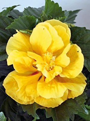 Гібіскус китайський Fiori Grande Valencia (1 шт)
