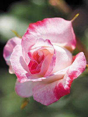Троянда флорибунда Abigaile (1 шт) - 1