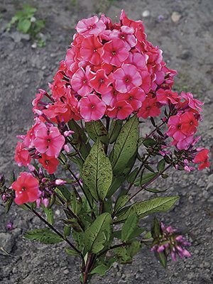 Флокс волотистий Juliglut (1 шт) - 1