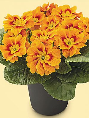 Примула El Viana Apricot F1 (3 шт)
