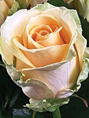 Троянди чайно-гібридна Peach Avalanche (1 шт) - 1