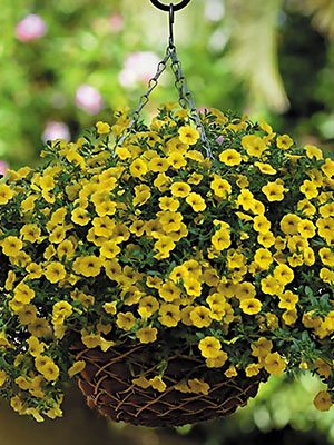Калибрахоа гибридная Kabloom Yellow (3 шт)