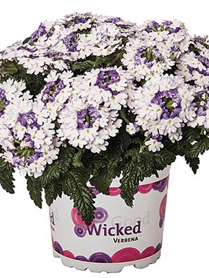 Вербена гібридна Wicked Purple - 1