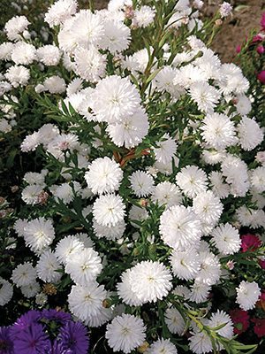 Астра новобельгийская Almira Dauble White (1 шт) - 1