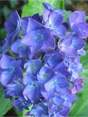 Гортензия крупнолистная Blauer Zwerg (1 шт)