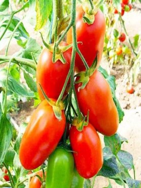 Томат Французький гродневий (0,3 г)