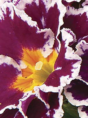 Примула обыкновенная Coco Purple F1 (3 шт)