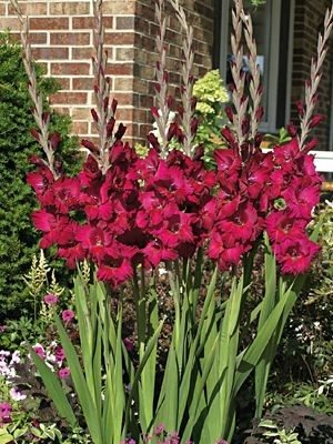 Гладіолус садовий Plum Tart 14/16 (50 шт) - 1
