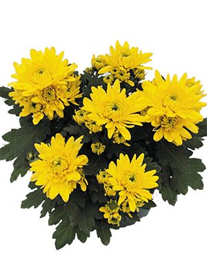Хризантема горшечная Cayman Yellow (3 шт) - 1