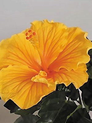 Гібіскус китайський Fiori Grande Aveiro (1 шт)