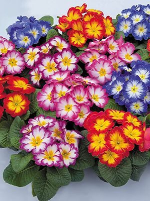 Примула Fruelo Elcora Mix F1 (3 шт)