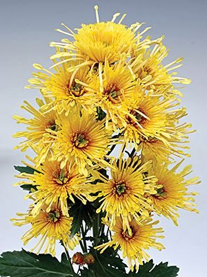 Хризантема срезочная Annecy Yellow (3 шт) - 1