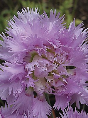 Гвоздика гібридна Pink Mrs. Sinkins (1 шт) - 1