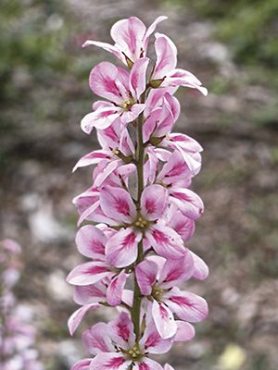 Франкоя осотолистная, рожева (35 шт)