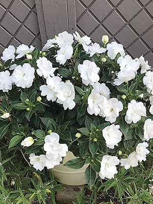 Бальзамин новогвинейский Wild Romance Double White (3 шт) - 1