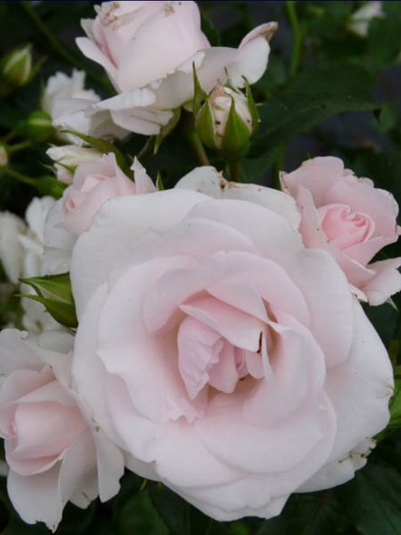 Троянда ґрунтопокривна Aspirin Rose (1 шт) - 1