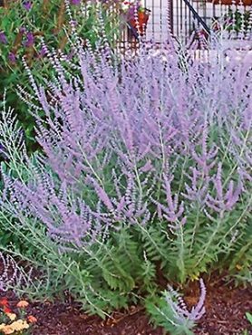 Перовскія лебедолистная Russian Sage (1 шт)