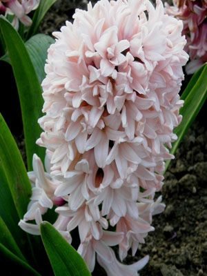 Гіацинт садовий Apricot Passion 14/15 (1 шт) - 1