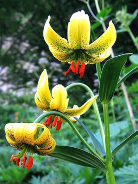 Лилия пиренейская подв. карниолийский, желтая (5 шт)