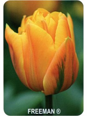 Махрові тюльпани пізні Freeman 1112 (100 шт)