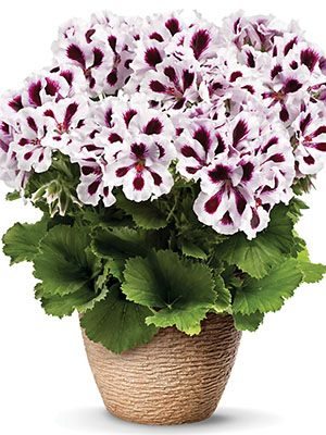 Пеларгония королевская Aristo Purple Stripes (1 шт)