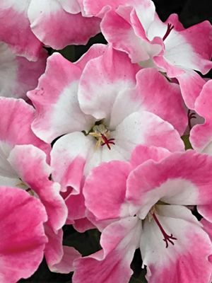Пеларгонія королівська Bermuda Pink (1 шт)