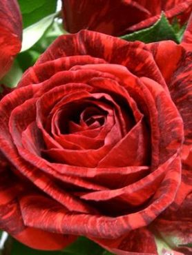 Троянда чайно-гібридна Red Intuition (1 шт)