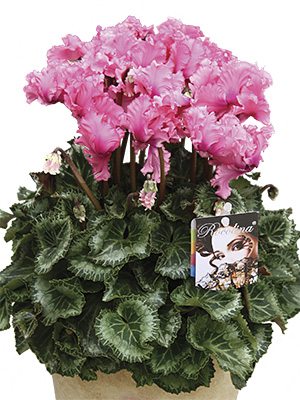 Цикламен Rocolina Light Pink F1