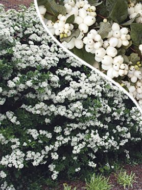 Сніжноягідник White Hedre (1 шт)