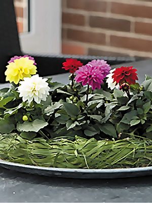 Жоржина гібридна мініатюрна, суміш сортів (12 шт)